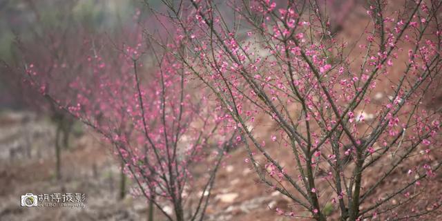 自在宁国丨冬天过去了春天的花还会远吗快收好这份春季赏花指南 新闻时间