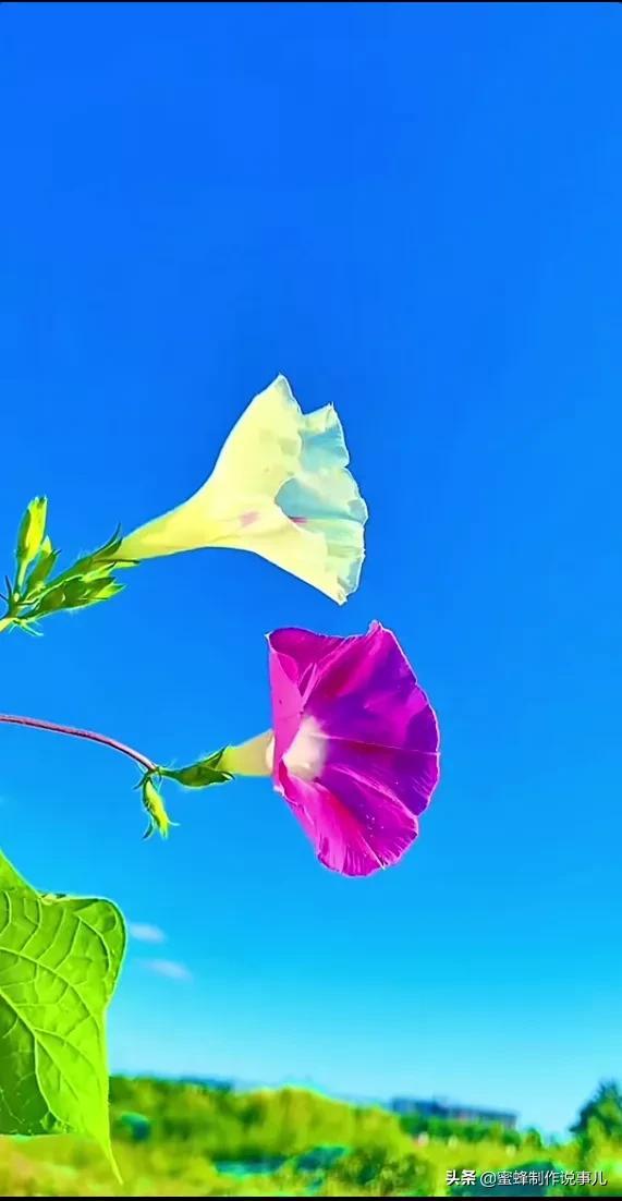 留一份闲情与花草为伴，存一份美好与愉悦的心情