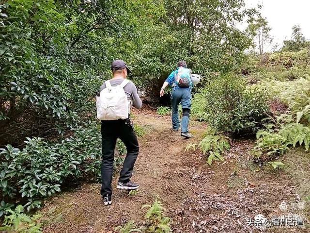 大羅山有處二師兄奇石，惟妙惟肖，你可找到過？