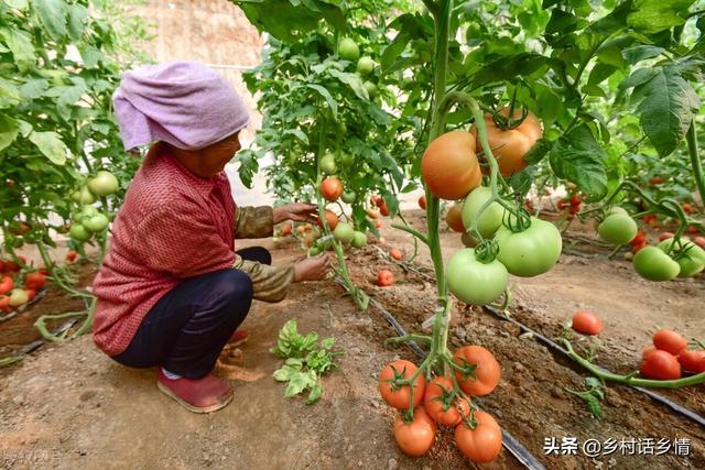 种菜你还用这些肥料和农药吗？危害到底有多大？先了解清楚吧