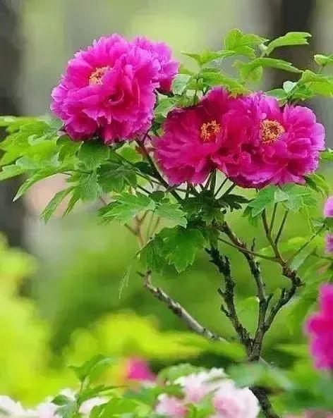 牡丹、芍药大比拼，到底谁最美
