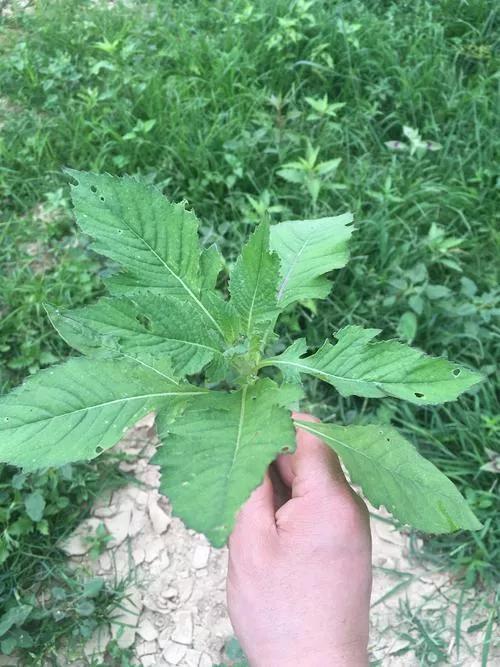 內地遊客來海南必點的本地蔬菜