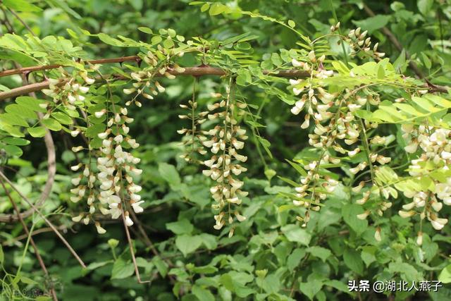 进入3月后，这8种“树上鲜”记得要尝尝，不辜负春天好时光