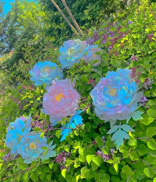 花是蓬勃的期许，是生命的礼遇，是春天的信使