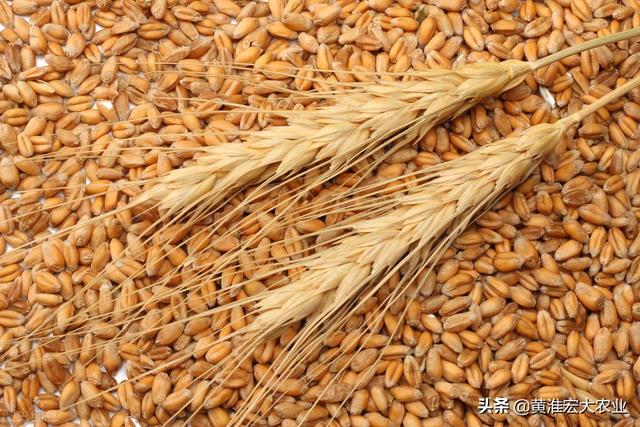 今日深圳小麦价格「今日粮价小麦价格」