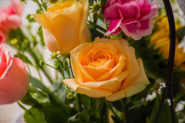 一花一喜庆正月十二邀赏花美丽送给最爱的人花香深爱永相伴 新闻时间