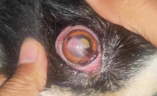 狗狗角膜水肿什么症状(角膜水肿消除的感觉)-艾拉养犬