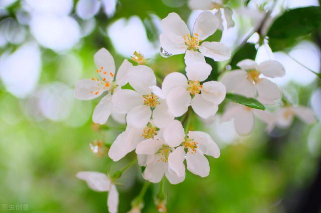 谷雨时节花满城