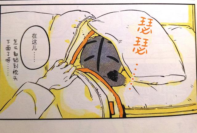 《我的猫，十二岁》世间最长情的告白，它陪你长大，你陪它变老