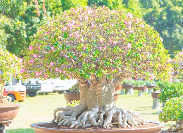 《十大养不死的花室外（十大养不死的花豆瓣绿）》