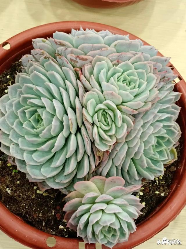 值得参加的园林机械展