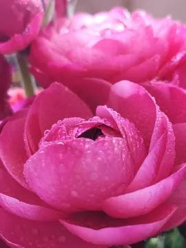 花的世界，芬芳美丽；醉了眼眸，美了心情