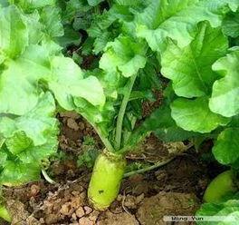 萝卜、白菜和土豆