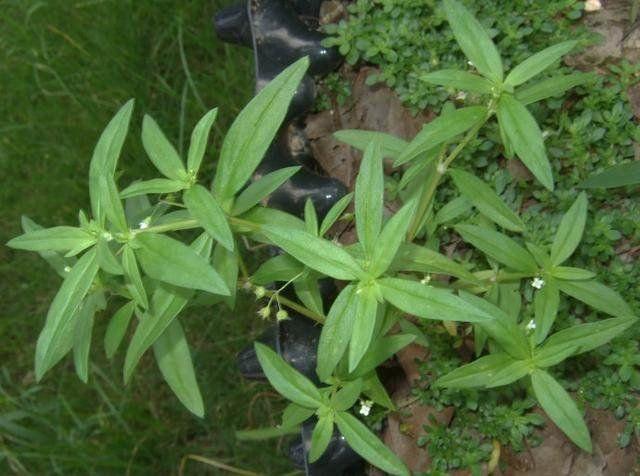 小小一野草 老人称它 肿瘤草 曾帮助过很多人 如今不多见了 新闻时间
