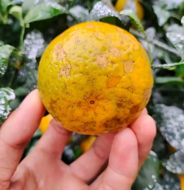 高品质,漂亮柑橘,配药不能大意,这些导致药害现象你发现了吗?