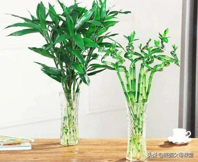 玫瑰花的含义及象征(玫瑰的含义和象征)