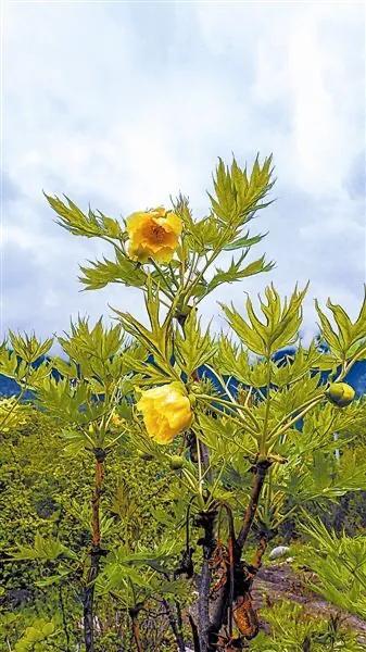 牡丹、芍药大比拼，到底谁最美