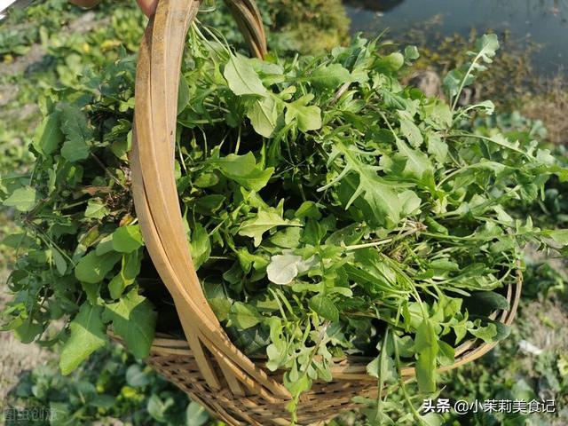 清明后，这5样野菜快老了，每样多摘点保存，一年都有“春菜”吃