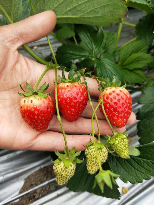 草莓怎么种植方法在家