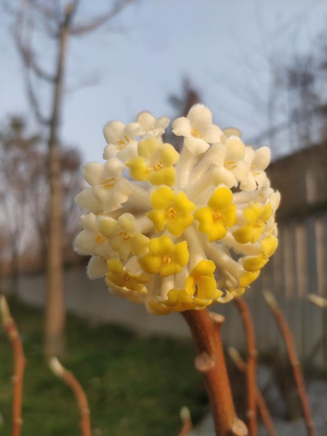 结香 结香（结香花的寓意和风水） 生活