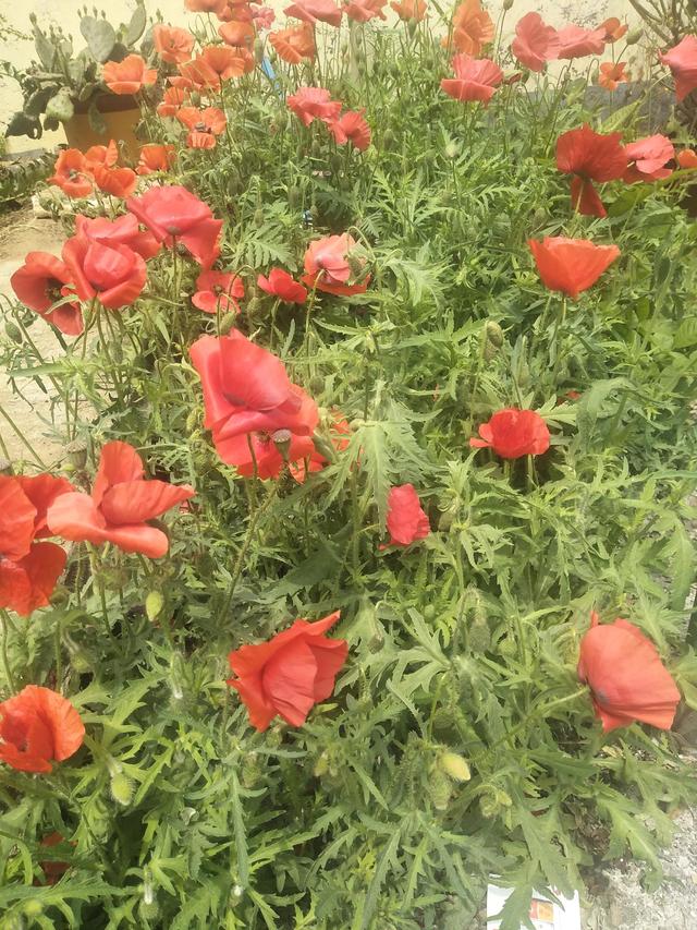 最好的季节