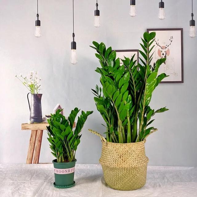 客厅最旺宅的大型植物