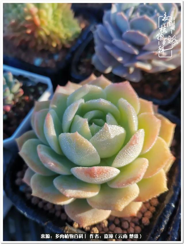 玉蝶铜芯电线价格表4平方,玉蝶铜芯线今日价格