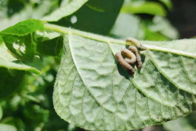 防虫新方法：用昆虫尸体制作杀虫剂，让蔬菜害虫死翘翘，你试试？3