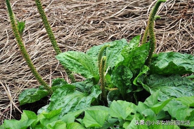 10种“神仙草”，春天采摘正当时，味道鲜美，还有益健康