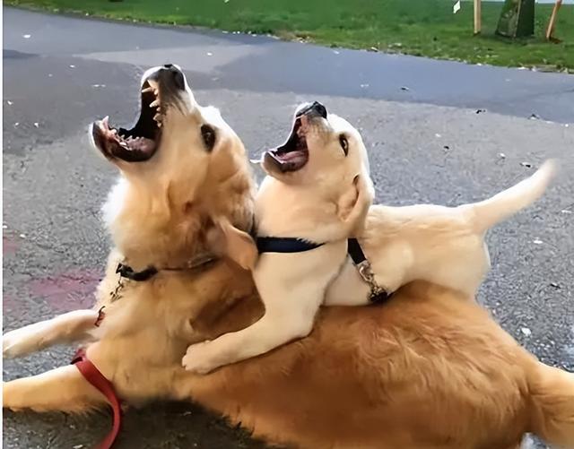 吸引狗狗过来的声音(让狗狗听了开心的声音)-艾拉养犬