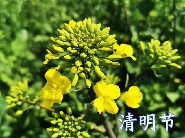 清明放假通知，记得要吃6种食物，寓意全家无灾无病，好运常相伴