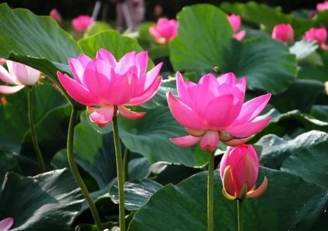 鲜艳夺目的花朵，美了眼，醉了心，忘掉了烦恼