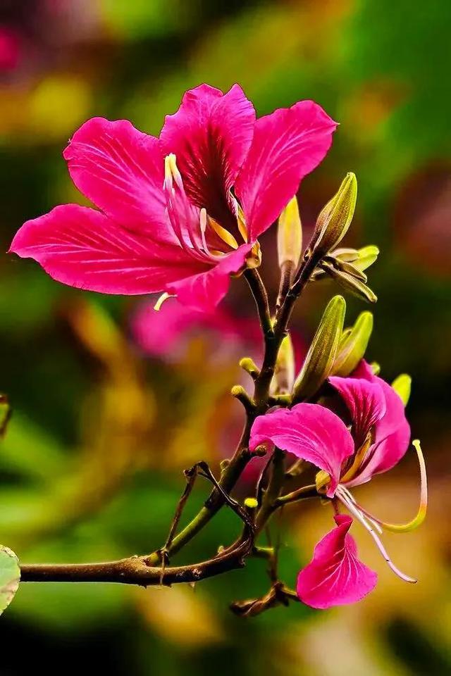 洋紫荆花图片(洋紫荆花图片大全大图)