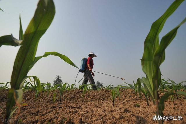 除草剂效果发挥受多种因素影响：什么时候打除草剂效果更好10