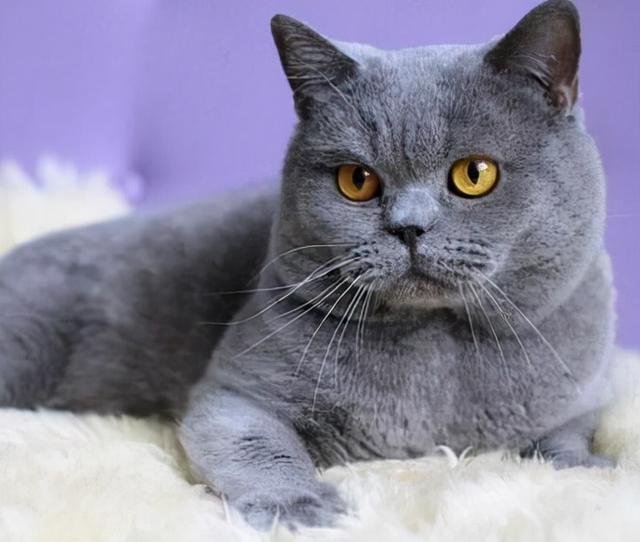 这些猫咪品种, 能认全的是养猫达人
