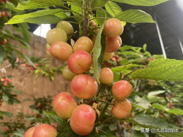 大荔县范家镇雷北村：400亩大棚樱桃陆续成熟上市 致富产业助农增收