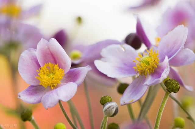 并蒂莲的花语（并蒂莲的花语是什么）