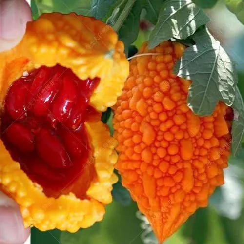 水果名字大全集100种50种罕见水果