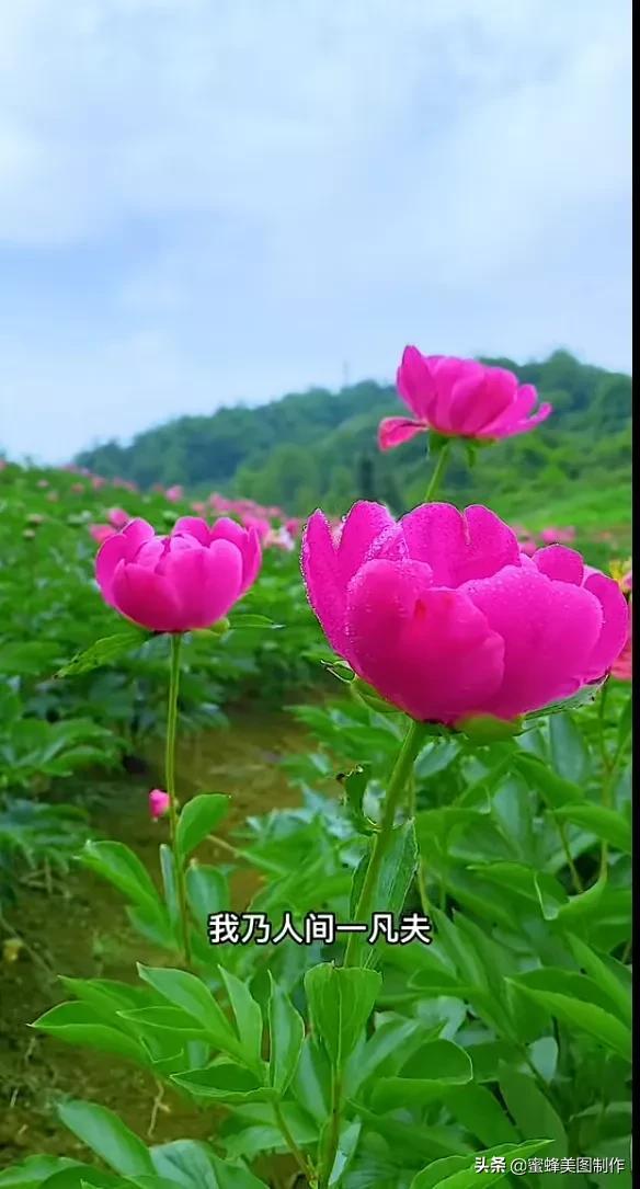 花有花的香，朵有朵的美，置身花海无所想，醉于芬芳中