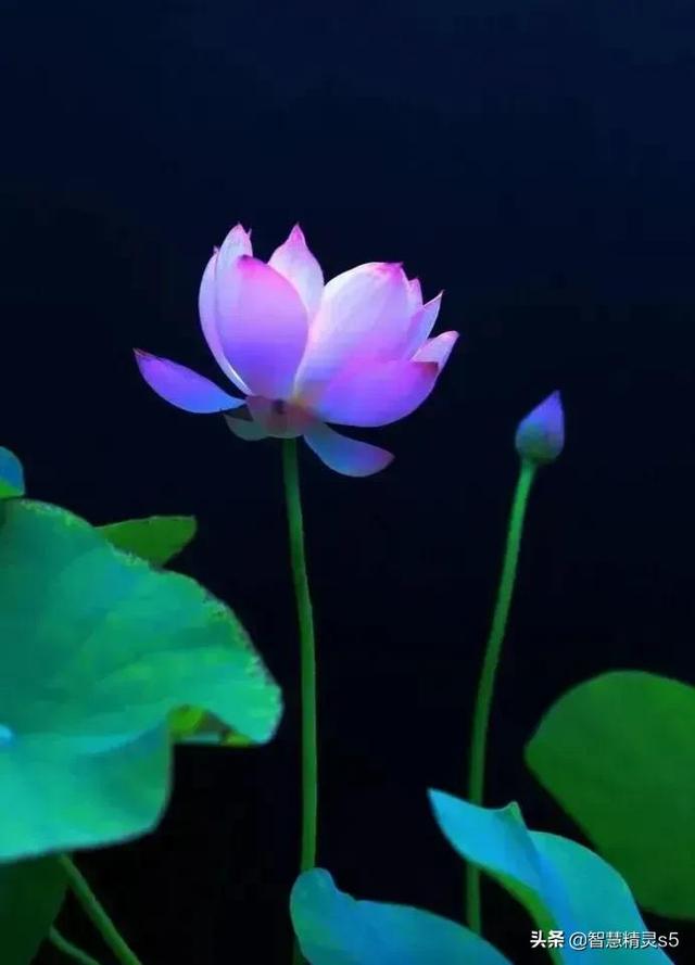 每个背井离乡的人，都是梦想家
