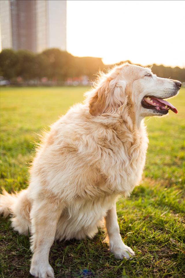 金毛猎犬图片