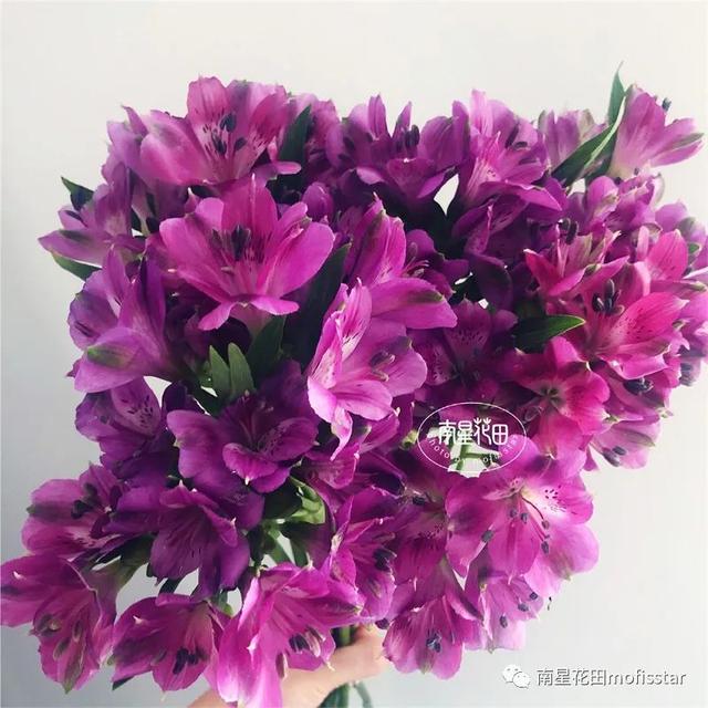 深紫色水仙百合 精灵的紫色 全网搜