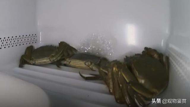 冬天螃蟹要不要放冰箱「冬天活螃蟹能放多少天」