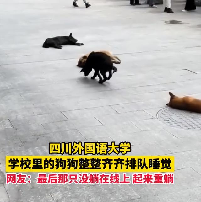 偷狗贼用药水喷狗，60秒后狗死亡，什么药这么毒，喷到人怎么办？