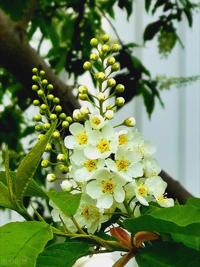 黄菊花的花语