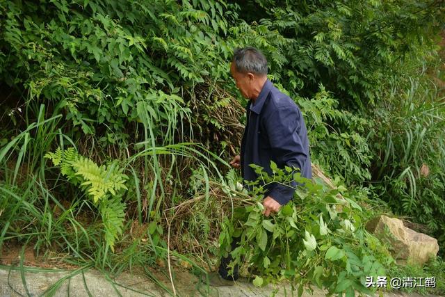 草甘膦除草剂6