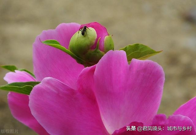 芍药花盛开，蚂蚁“赏花”流连忘返