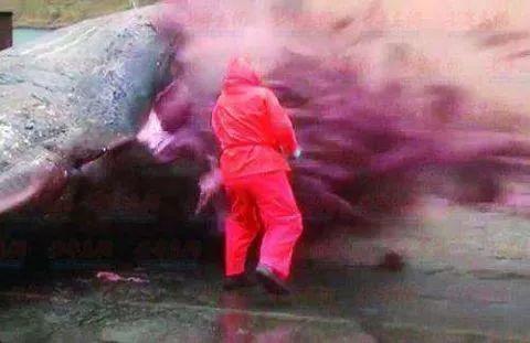 “鲸爆”有多可怕？死亡鲸鱼现身大连，鲸爆正在酝酿，没有龙涎香