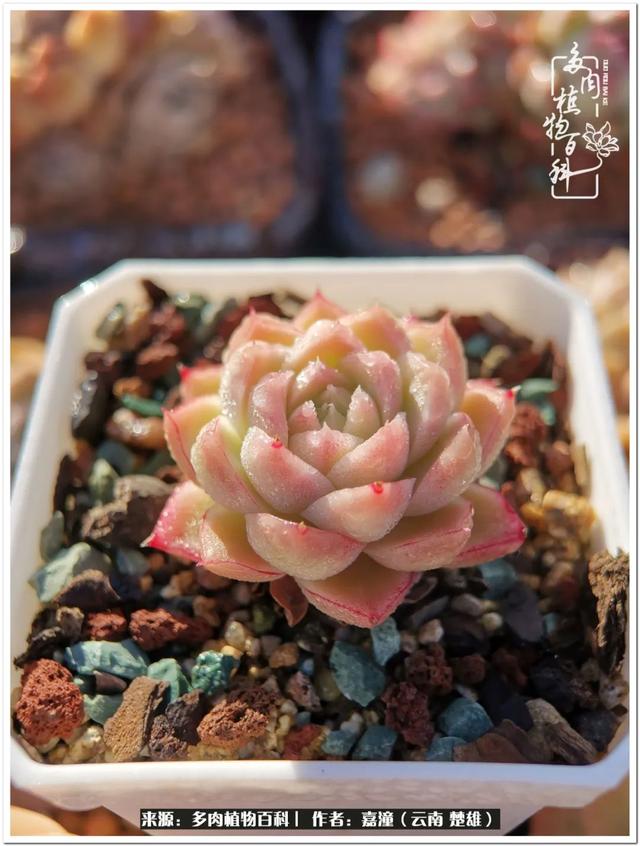 玉蝶铜芯电线价格表4平方,玉蝶铜芯线今日价格