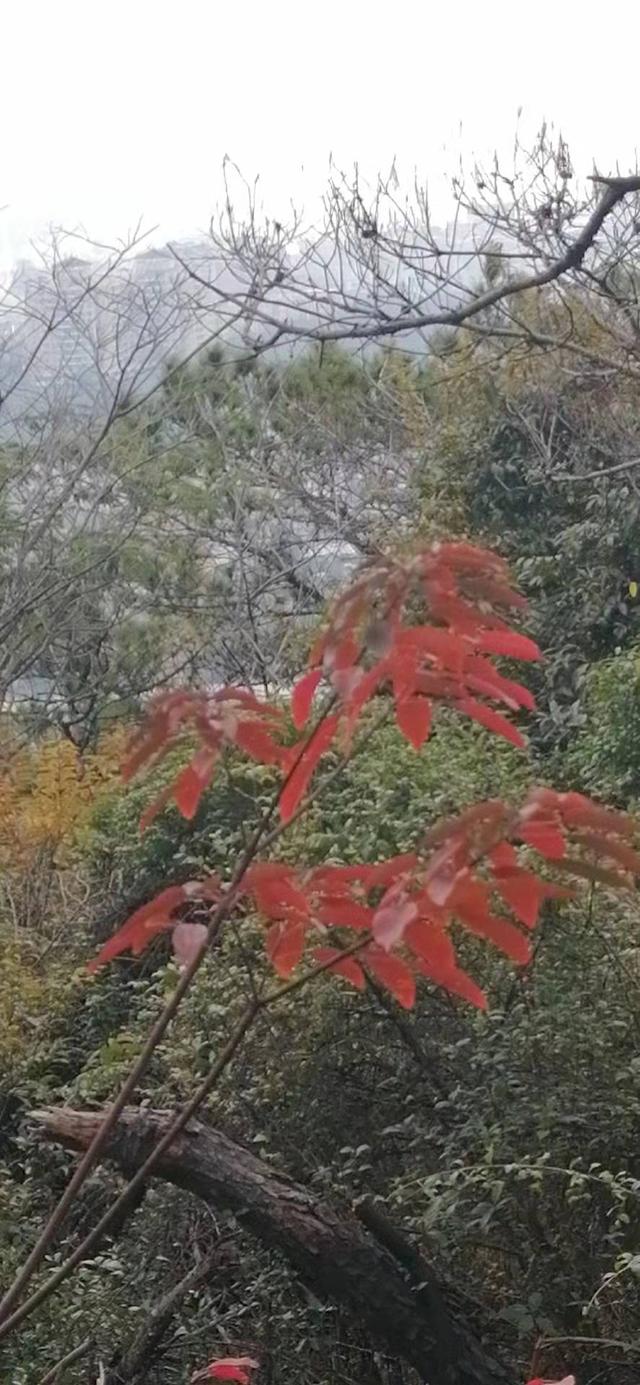 雲彩下的山城系列（三）